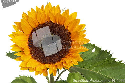 Image of  flower of a sunflower