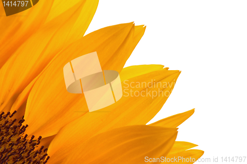 Image of  flower of a sunflower