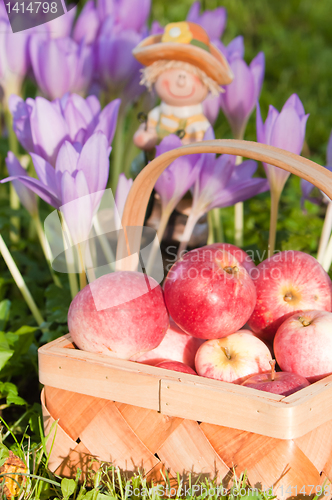 Image of Wattled basket full of ripe apples