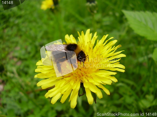 Image of Bumblebee