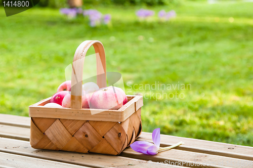 Image of Wattled basket full of ripe apples