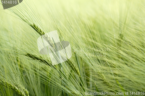 Image of detail of organic green grains