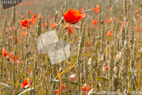 Image of golden wheat with red poppy