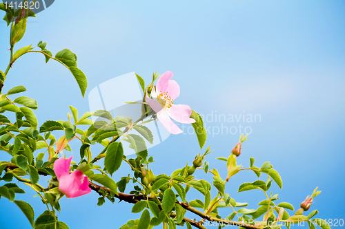Image of blossom detail of Fructus cynosbati 