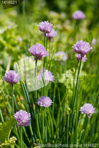 Image of Allium Schoenoprasum known as Chives