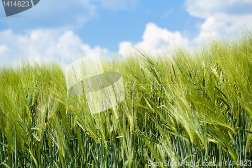 Image of detail of organic green grains