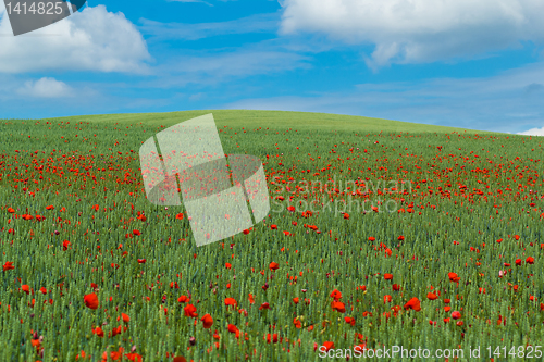 Image of landscape with green wheat with red poppy