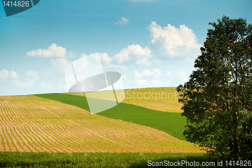 Image of Summer landscape