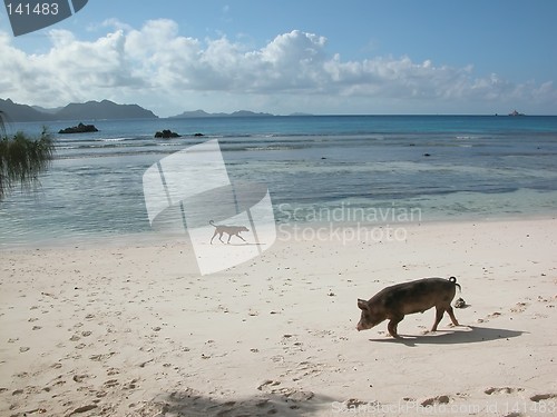 Image of pig at beach