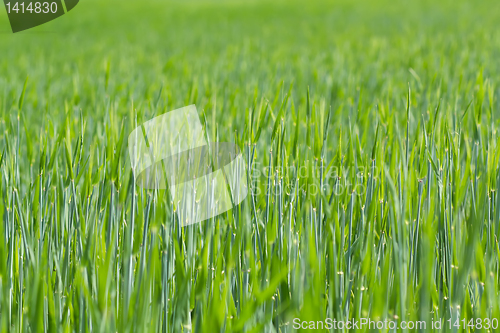 Image of detail of field with green spring grains