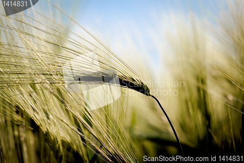 Image of closeup detail of golden organic grains 