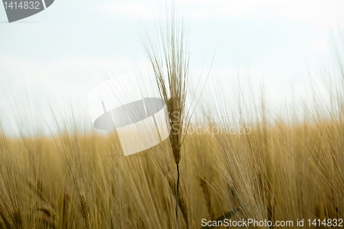 Image of detail of golden organic grains