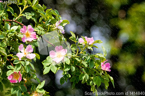 Image of blossom detail of Fructus cynosbati 