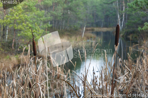 Image of Autumn landscape on a bog