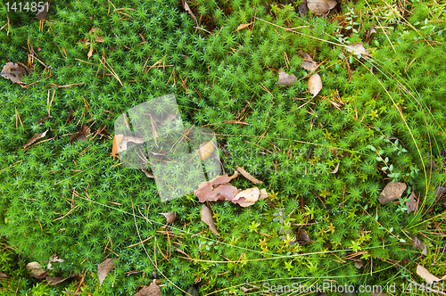 Image of Moss on a bog, a close up