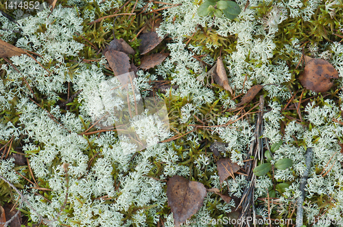 Image of Moss on a bog, a close up