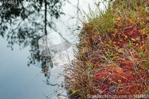 Image of Autumn landscape on a bog