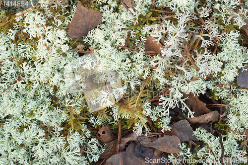 Image of Moss on a bog, a close up