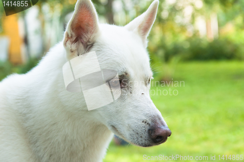 Image of White dog