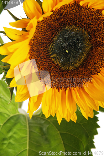 Image of  flower of a sunflower