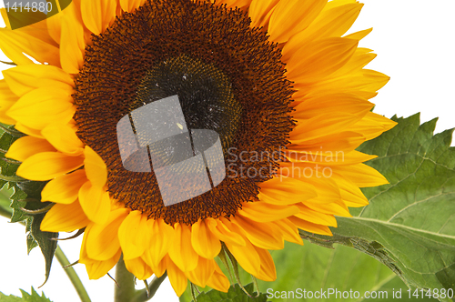 Image of  flower of a sunflower