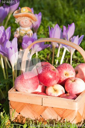 Image of Wattled basket full of ripe apples