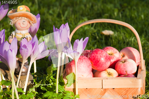 Image of Wattled basket full of ripe apples