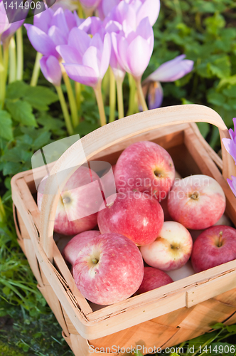 Image of Wattled basket full of ripe apples