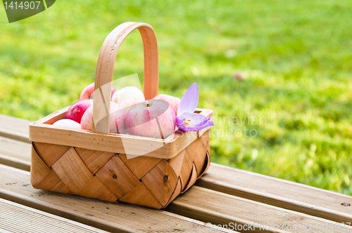 Image of Wattled basket full of ripe apples