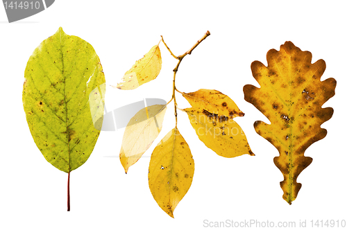 Image of The autumn fallen down leaves it is isolated on the white