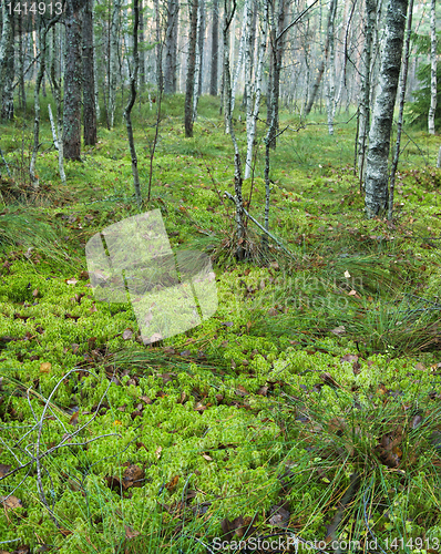 Image of Autumn landscape on a bog