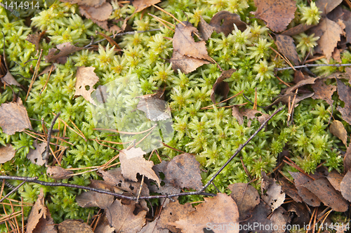 Image of Moss on a bog, a close up