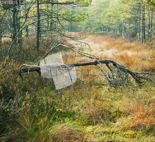 Image of Autumn landscape on a bog