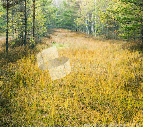 Image of Autumn landscape on a bog