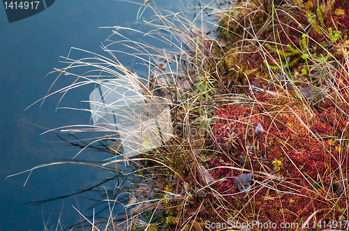 Image of Autumn landscape on a bog