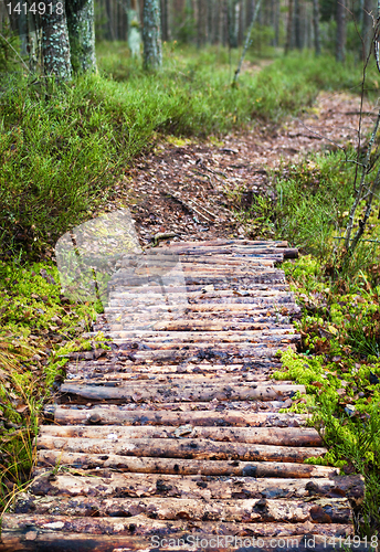 Image of Footpath the leader in pine wood