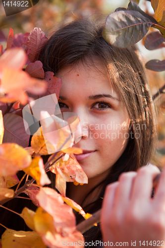 Image of Leaves portrait