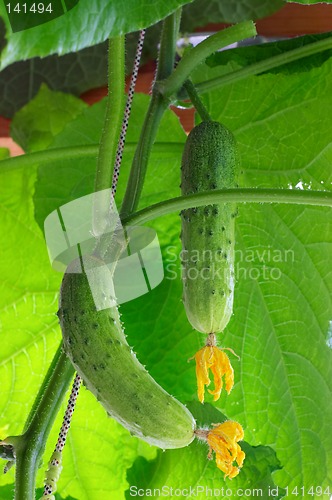 Image of Fresh cucumbers