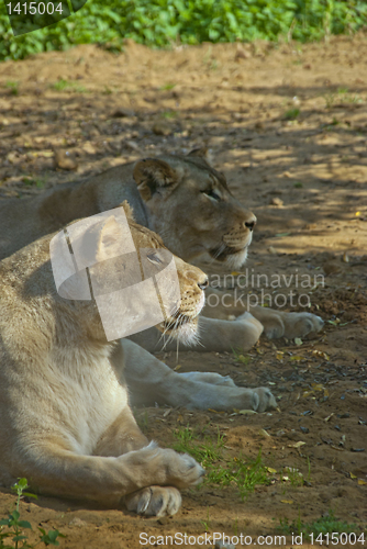 Image of Lions