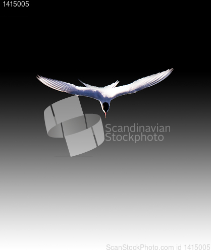 Image of Arctic Tern