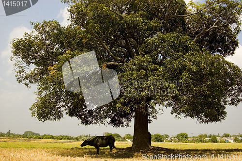 Image of Carabao