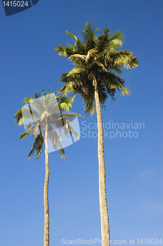 Image of Coconut Trees