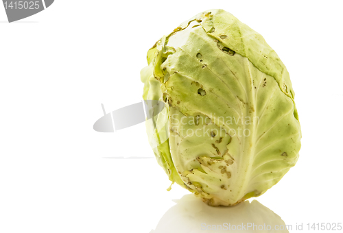 Image of Cabbage