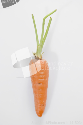 Image of Carrot