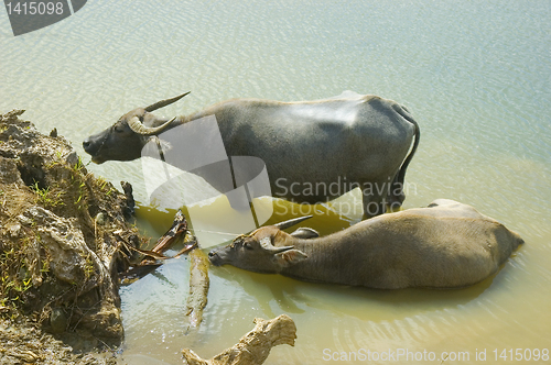 Image of Water Buffalo