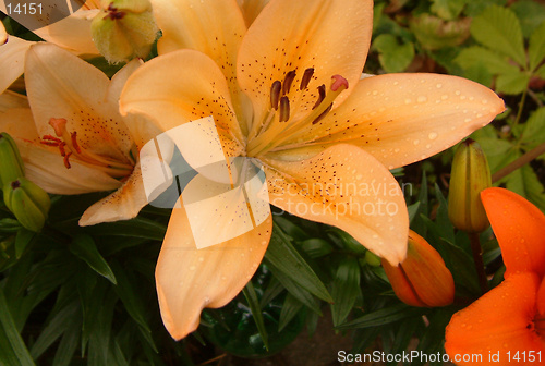 Image of peach lily