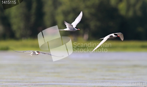 Image of Arcitc Terns