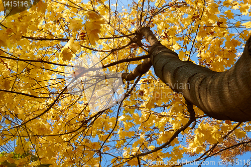 Image of Maple tree crown