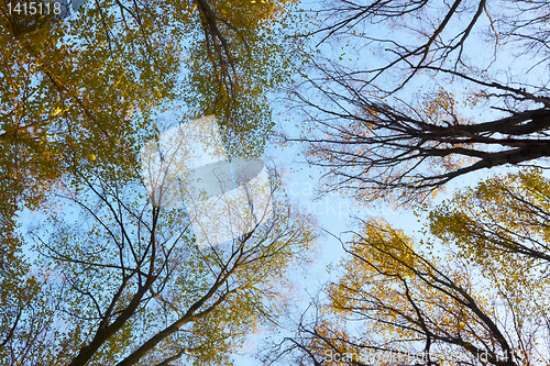 Image of Crown of different autumn trees