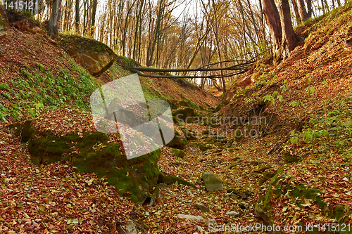 Image of Ravine in the forest